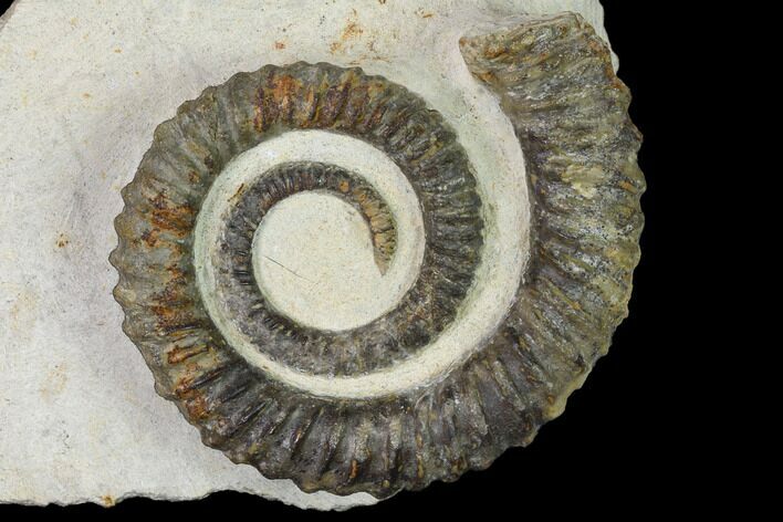 Early Devonian Ammonoid (Anetoceras) - Tazarine, Morocco #154699
